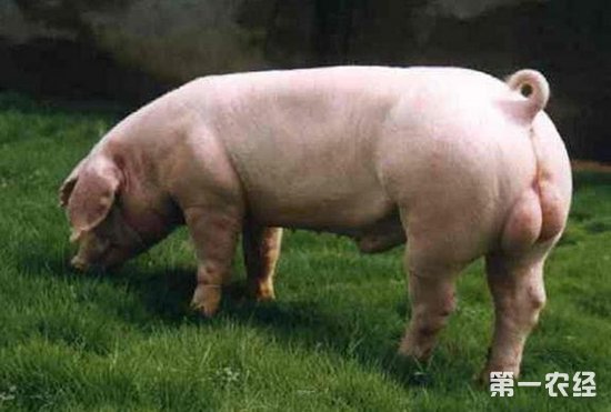 巴彦猪 黑龙江巴彦优良猪种 - 猪品种 - 第一农经网